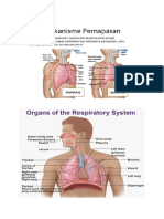 System Pertnafasan