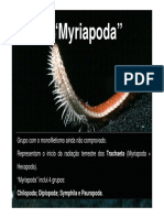 Artrópodes terrestres Myriapoda