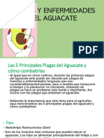 Aguacate 1