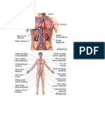 Sistema Respiratorio