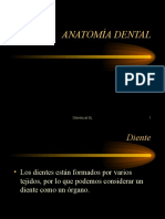 Anatomia Dental