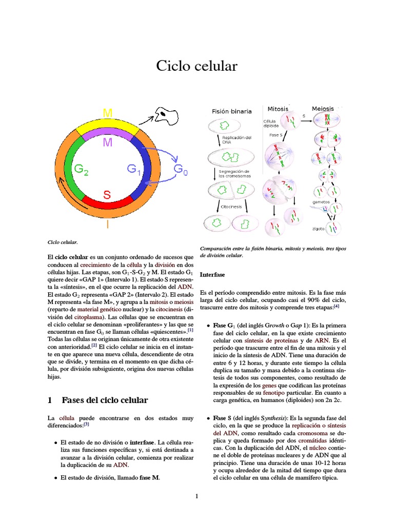 Fases del Ciclo Celular y Regulación | PDF | Ciclo celular | Mitosis
