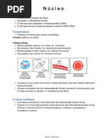 N ú c l e o