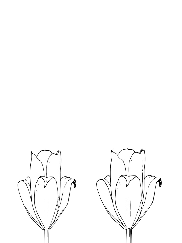 Bunga Tulip