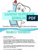 Canino Superior Derecho