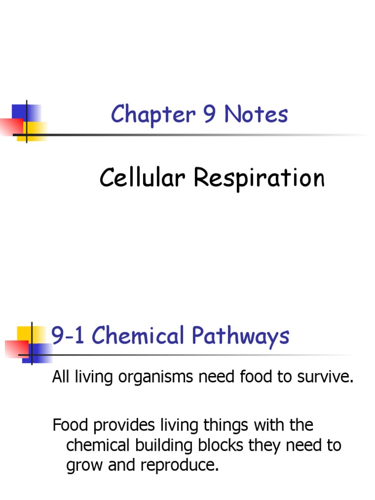 Chapter 9 Notes: Cellular Respiration | PDF | Adenosine Triphosphate ...