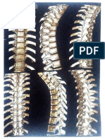 Columna Vertebral