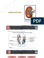 Embriologia Urologia