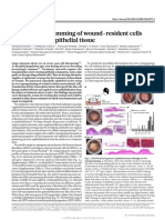 In Vivo Reprogramming of Wound-Resident Cells Generates Skin Epithelial Tissue