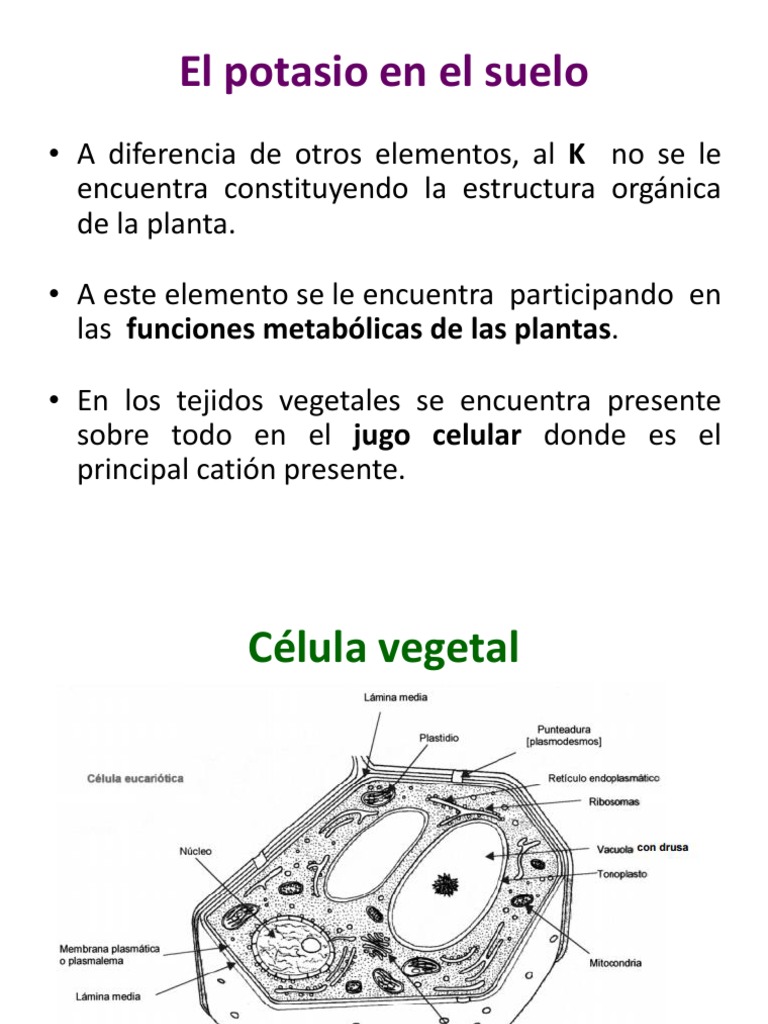 Importancia del Potasio en Plantas | PDF | Potasio | Dieta y nutrición