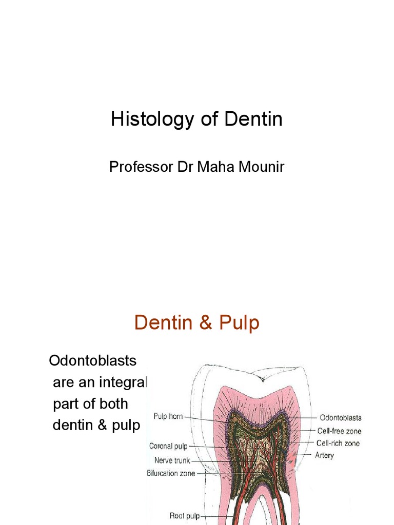 Histology of Dentin Dentin Tooth