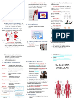 Triptico El Sistema Muscular