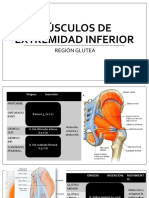 Musculos Extremidad Inferior