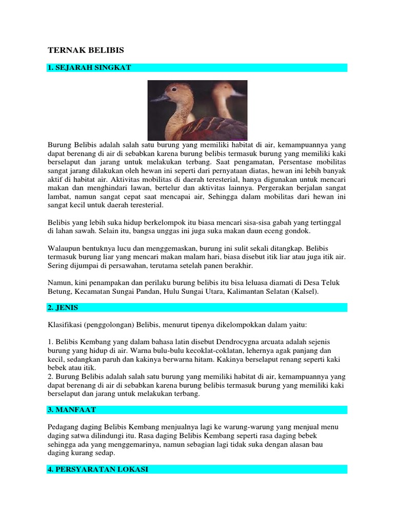 Belibis Tetrapoda Burung