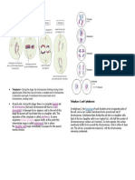 Telophase I: Haploid Chromosomes Sister Chromatids