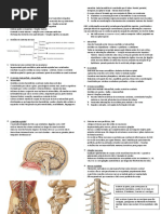 Aula 1 - Introdução à neuroanatomia.docx
