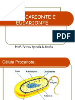 Estrutura Celular PDF