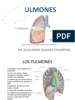 (22) Pulmones.ppt