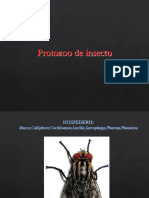 Protozoo de Insecto-2018 II PDF