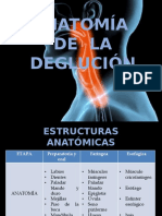 Anatomia de La Deglucion