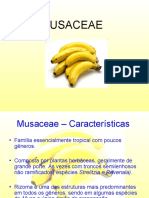 MUSACEAE (1)
