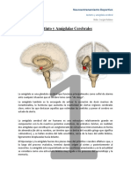 Instinto y Amigdala Cerebral