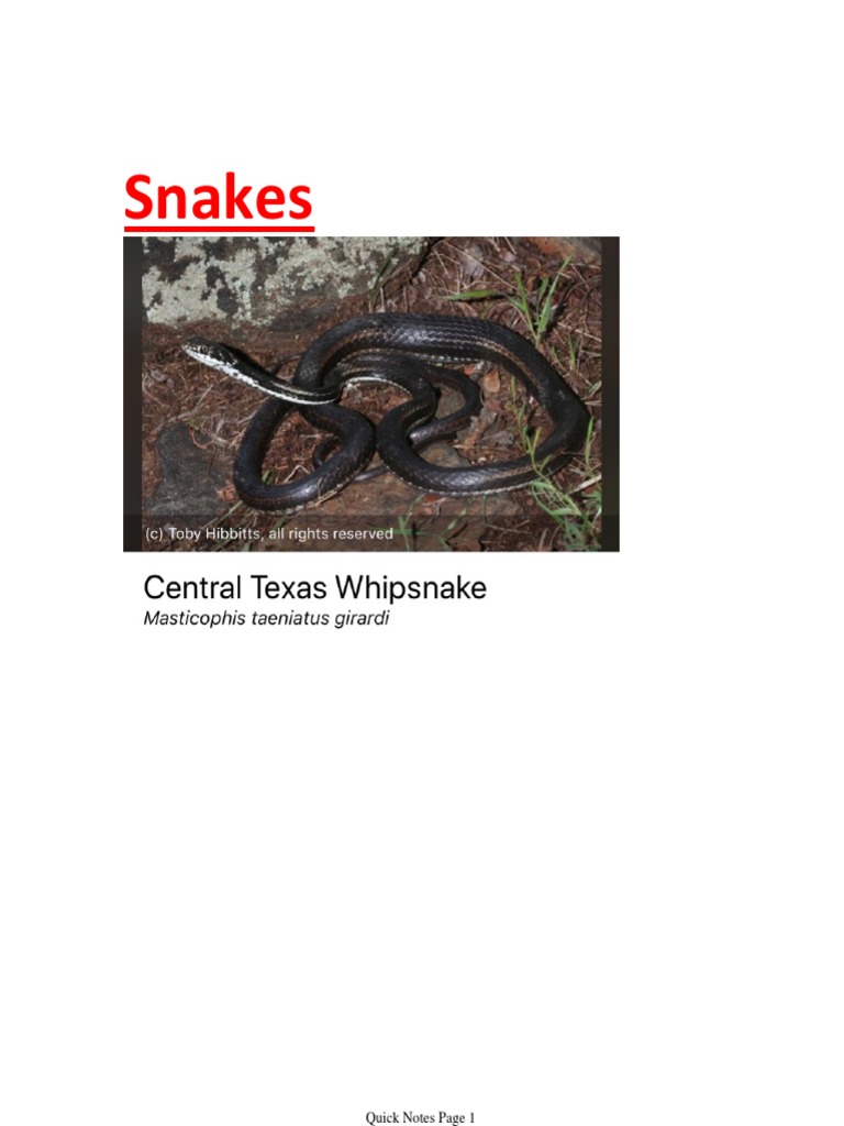 Snakes | PDF