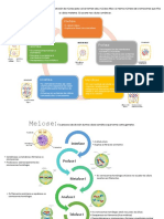 Esquema Mitose e Meiose