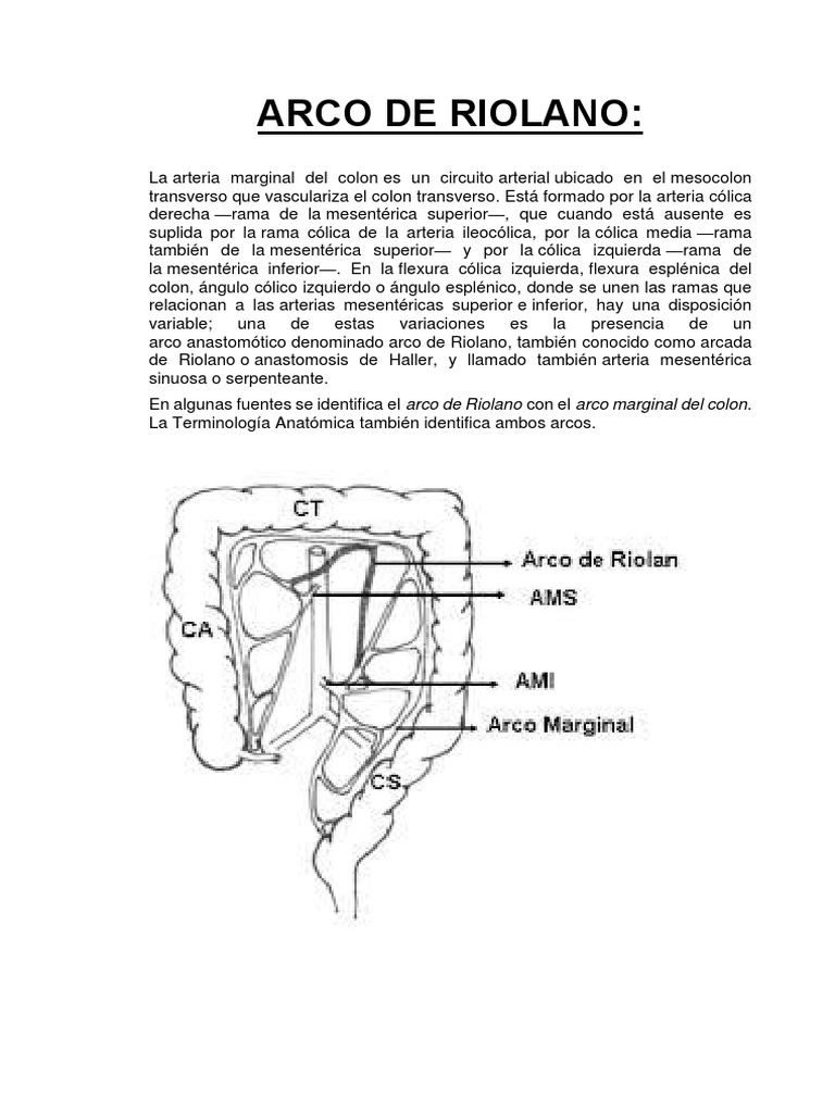 Arco de Riolano y su Anatomía | PDF | Tinción | Anatomía