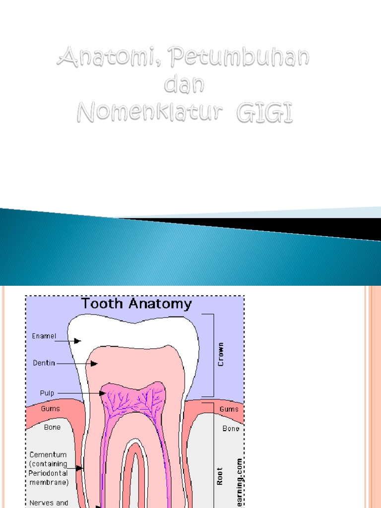 Struktur dan Anatomi Gigi Manusia | PDF
