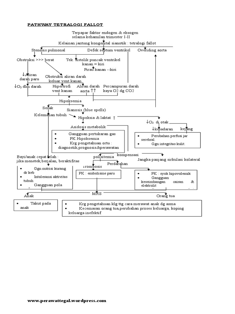 Pathway Kehamilan Trimester 2