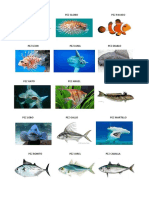 Tipos de Peces