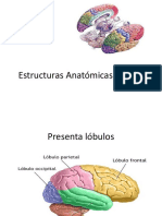 Estructuras Anatómicas Del SNC