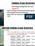 SISTEM Indera PADA MANUSIA 2