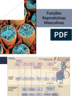 FIsiologia - funções reprodutivas masculinas