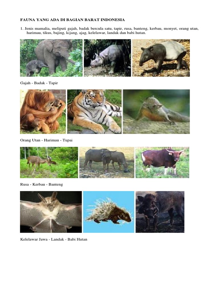 Gajah sumatra, badak bercula satu, banteng, macan dan tapir adalah ragam fauna di indonesia yang dap