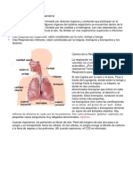 Explicación Del Sistema Respiratorio