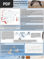 Poster Osprey Wintering