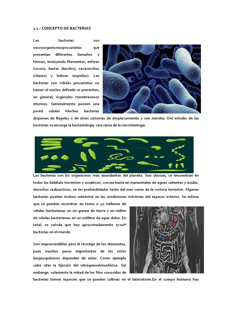 Clasificación y características de bacterias | PDF | Las bacterias ...