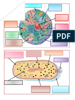 Celulas en Dibujos