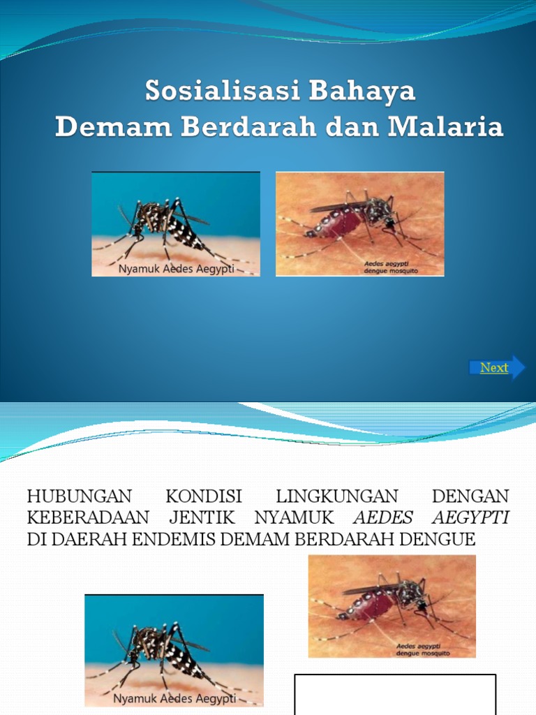 40 Koleski Terbaik Gambar  Sketsa  Nyamuk  Betina Aedes 