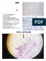 Pseudomonas: Our Lab Slide