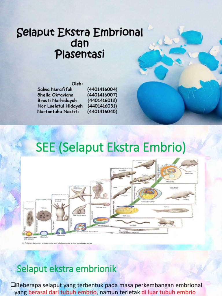 Apakah Kuning Telur Tempat Dimana Embrio Terbentuk - Seputar Bentuk
