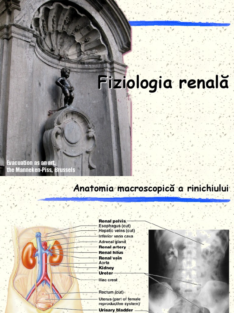 Renal-Functii Renale PDF | PDF