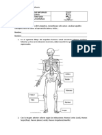 Sistema óseo: examen de Ciencias Naturales grado 8