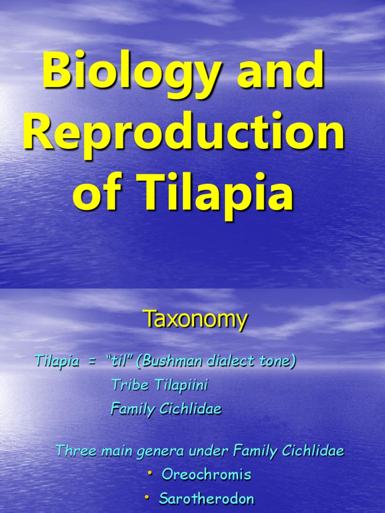 Tilapia Life Cycle and Reproduction | PDF | Spawn (Biology) | Fish