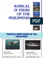 Tropical Reef Fishes of The Philippines