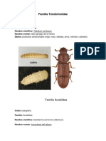 Familia Tenebrionidae