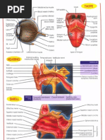 Download Human Body by BakuByron SN3888136 doc pdf
