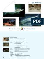 Fiskerapport PDF